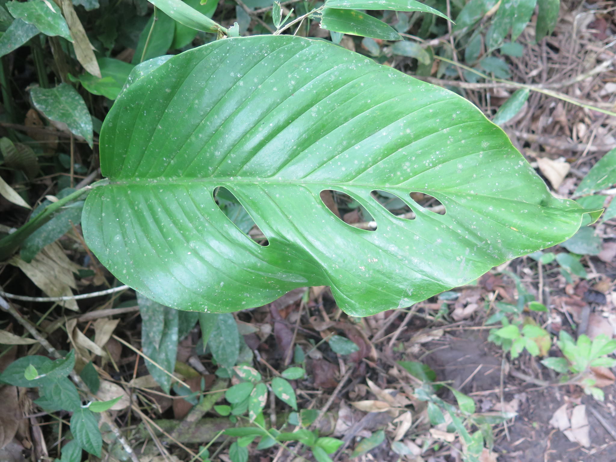 Monstera lechleriana